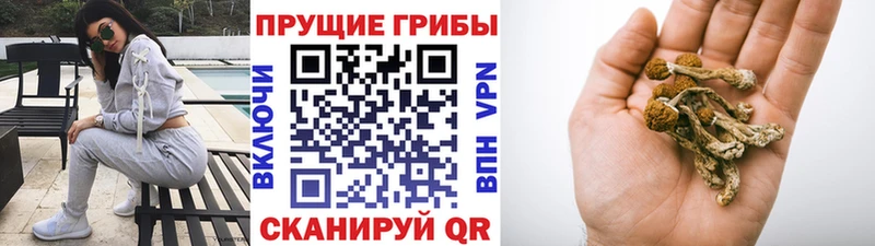 Псилоцибиновые грибы Psilocybine cubensis  Елизово 